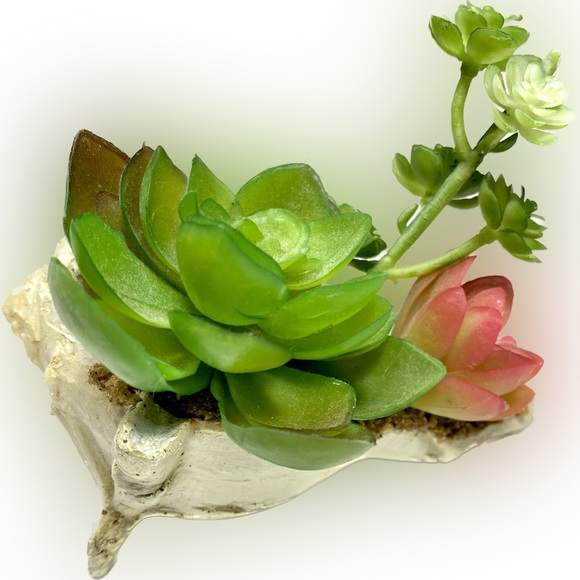 SUCCULENT GARDEN IN SHELL 5 inches - Picture 3 of 11